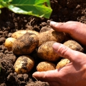 Vive les Patates ! - Manifeste pour des pommes de terre très gourmandes